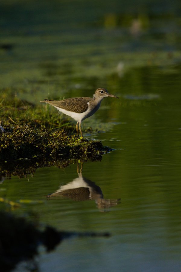 Spotted sandpiper, Minnesota Valley National Wildlife Refuge.