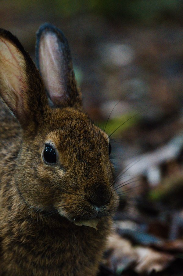 Snowshoe hare, Boundary Waters.