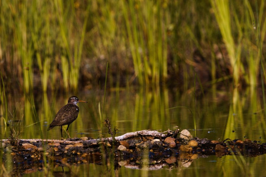 Spotted sandpiper, Minnesota Valley National Wildlife Refuge.