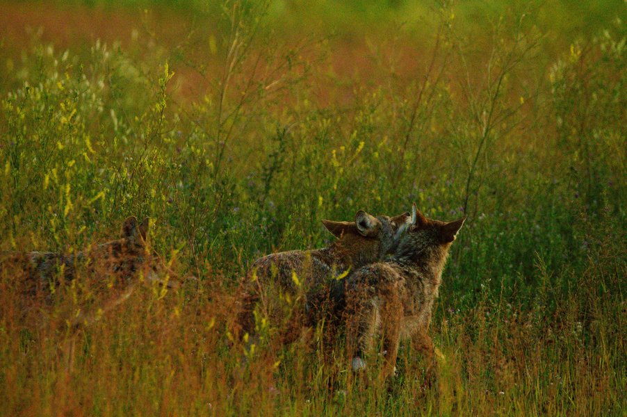 Three coyotes in St. Paul, MN.