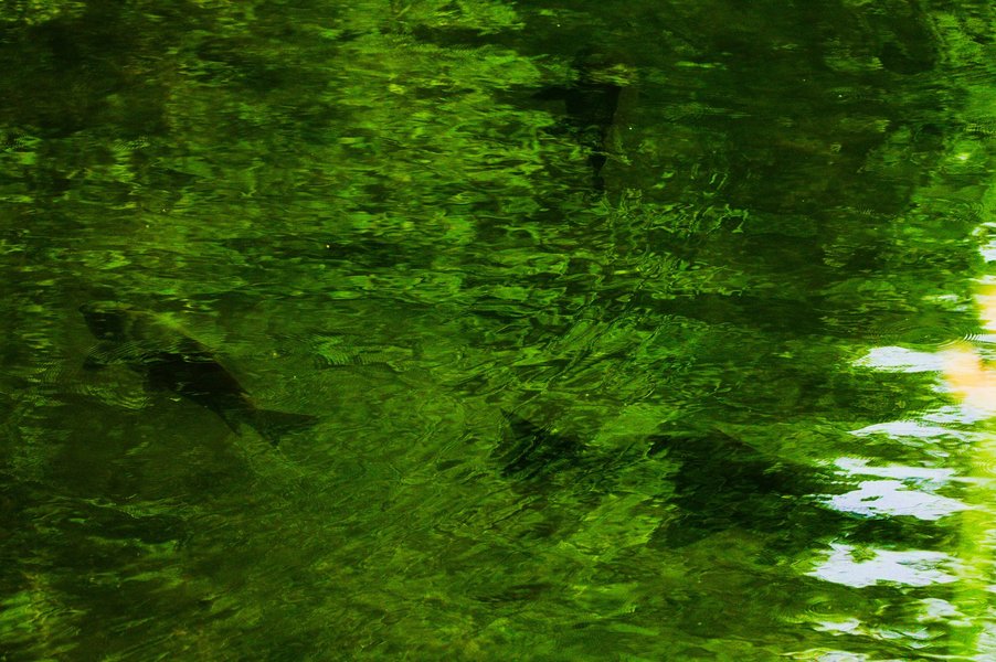 A Monet-esque pond with common carp.