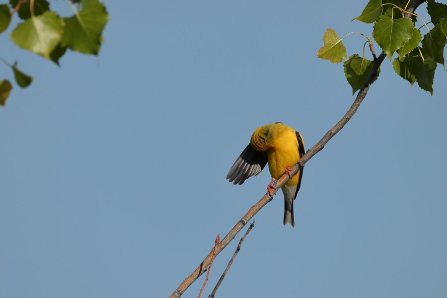 Gold finch, St. Paul, MN.