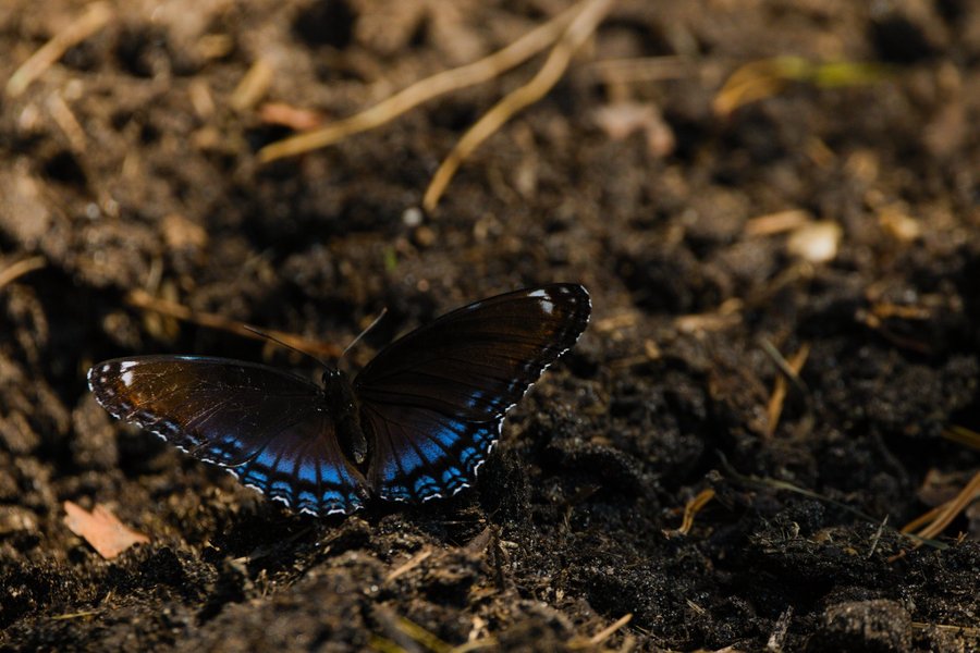 Red-spotted purple near Centreville, MI.