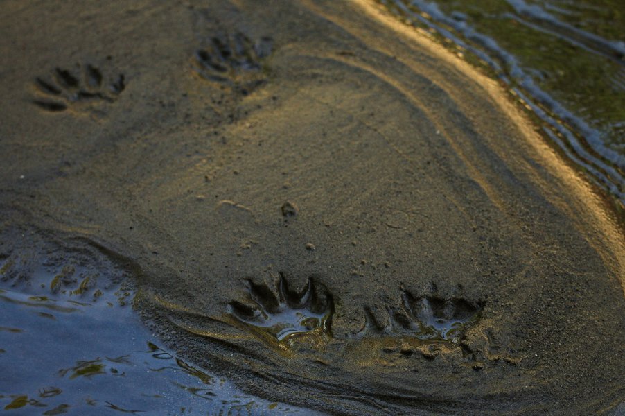Raccoon tracks along the Minnehaha, Minneapolis, MN.
