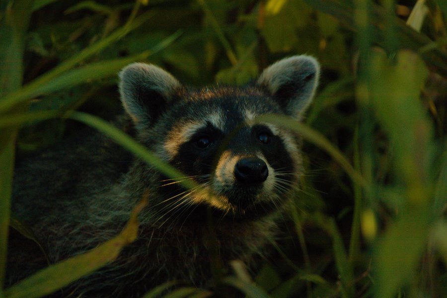 Raccoon, Minnesota Valley National Wildlife Refuge.
