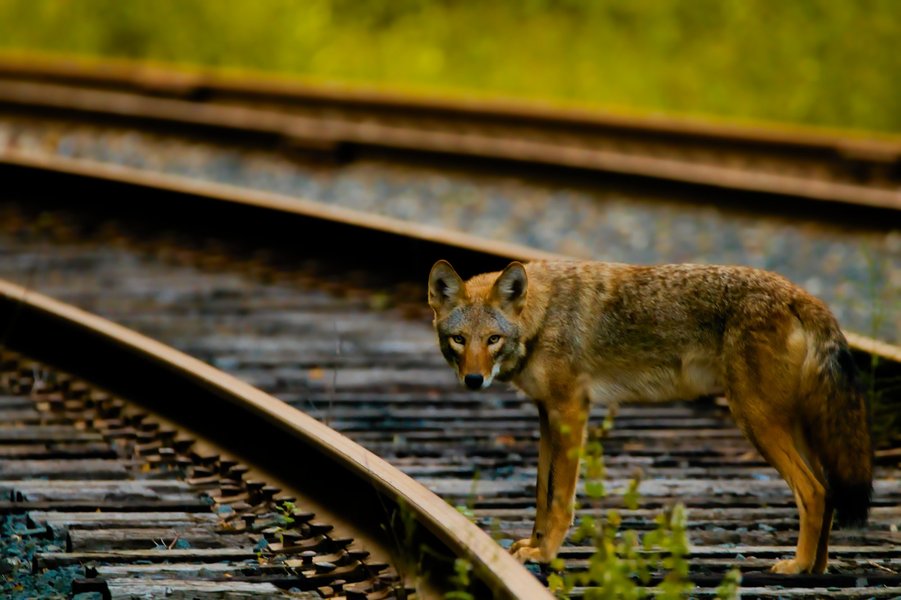 Coyote in St. Paul, MN.