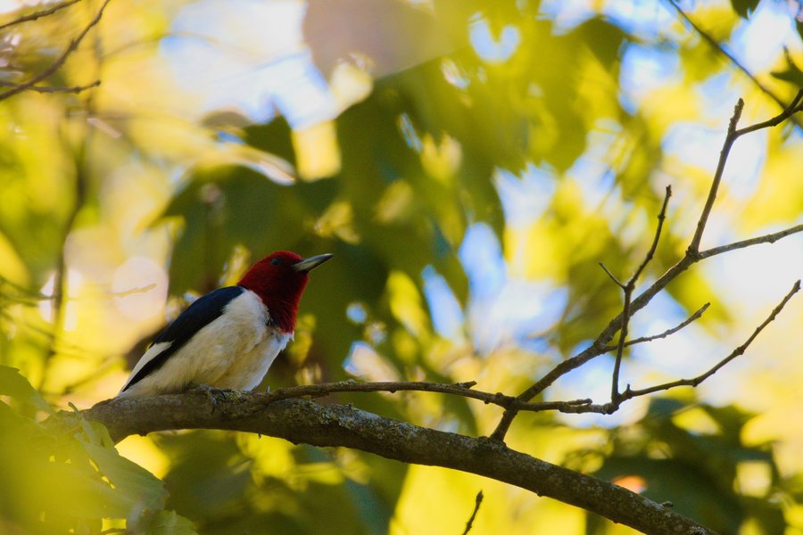 Red-headed woodpecker near Centreville, MI.
