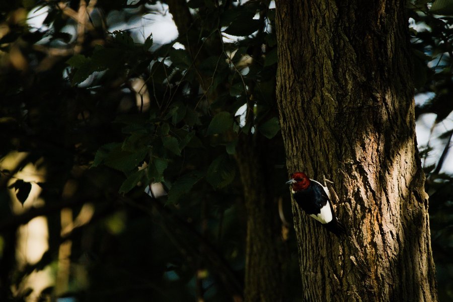 Red-headed woodpecker near Centreville, MI.