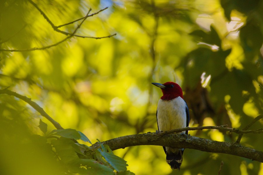 Red-headed woodpecker near Centreville, MI.