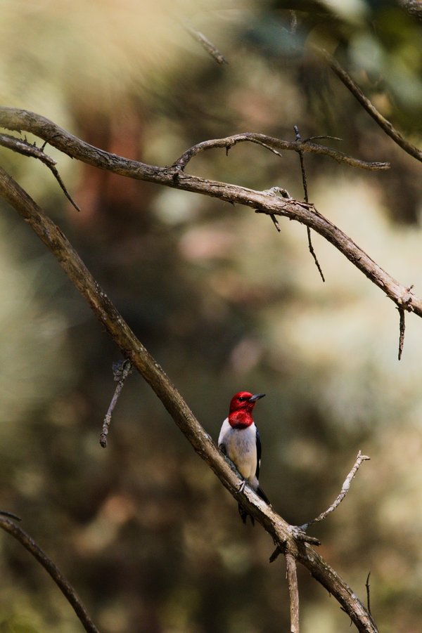 Red-headed woodpecker near Centreville, MI.