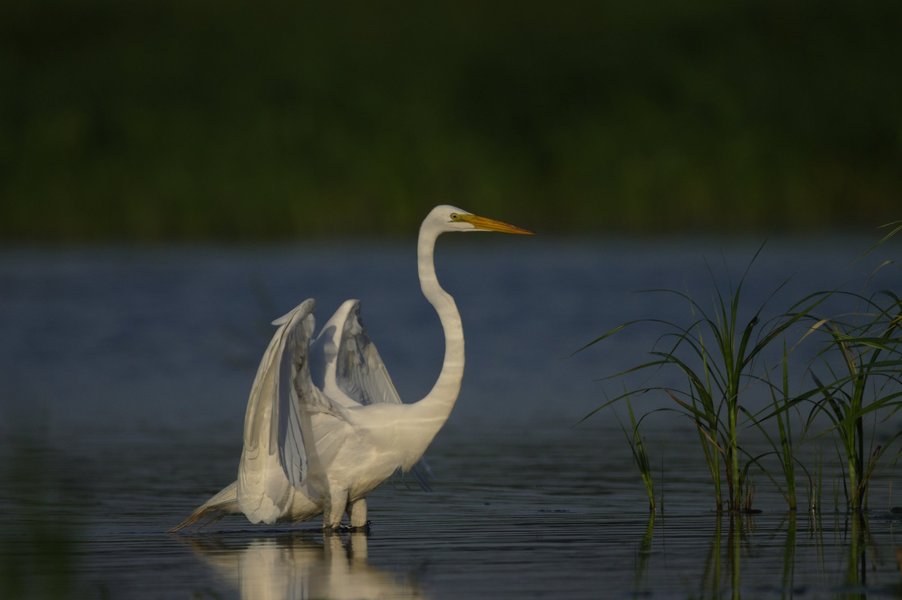 Great egret at the Minnesota Valley National Wildlife Refuge.