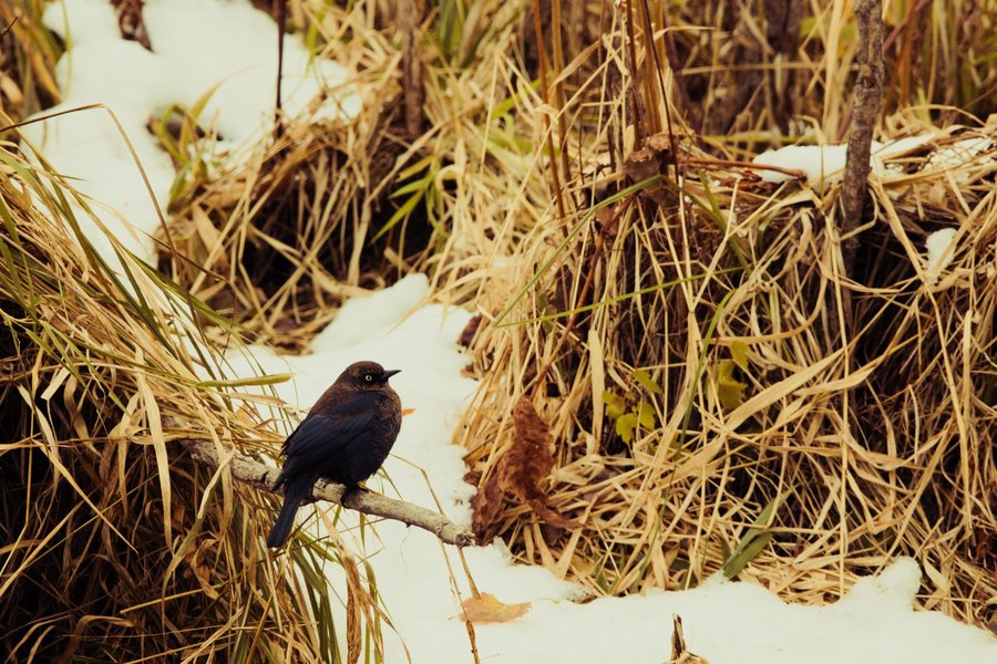 Rusty blackbird, Minnesota Valley National Wildlife Refuge.