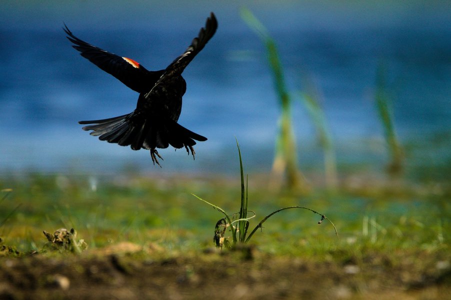 Red-winged blackbird, Minnesota Valley National Wildlife Refuge.