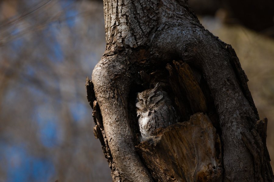 Eastern screech owl, Minneapolis, MN.