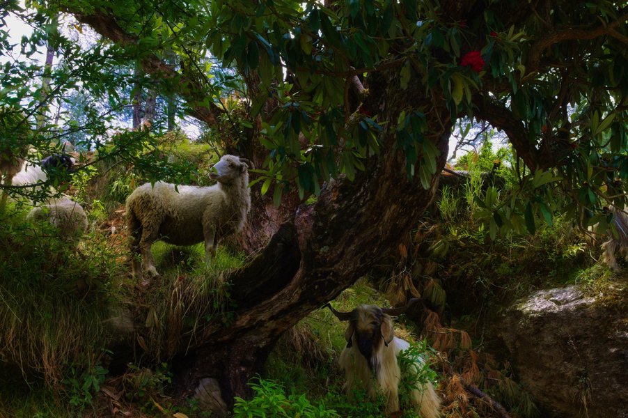 Sheep in the Himalayan foothills, Uttarakhand, India.
