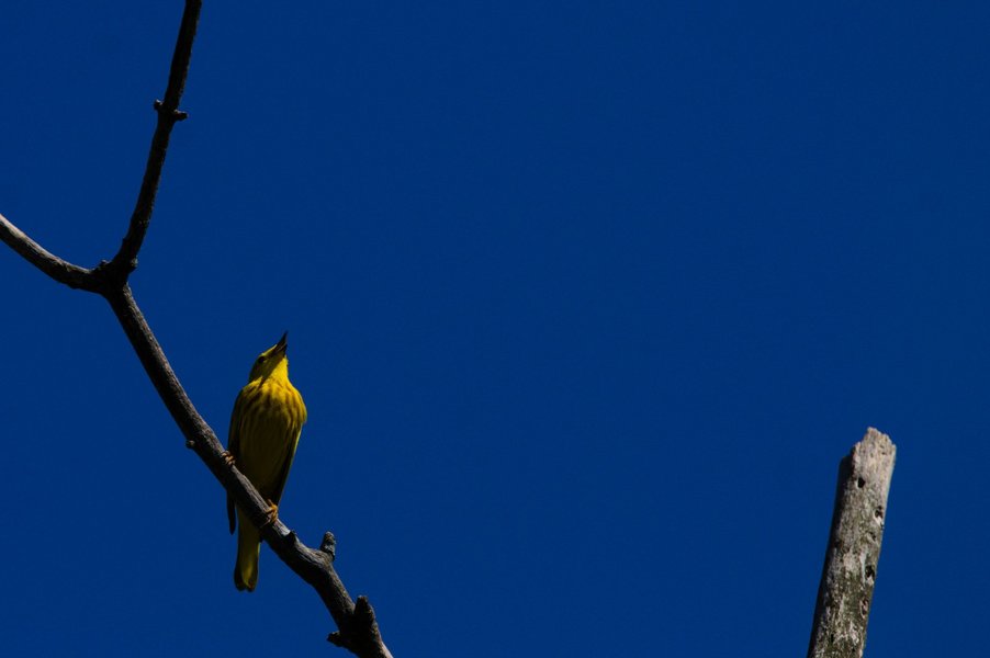 Yellow warbler in song, Minnesota Valley National Wildlife Refuge.