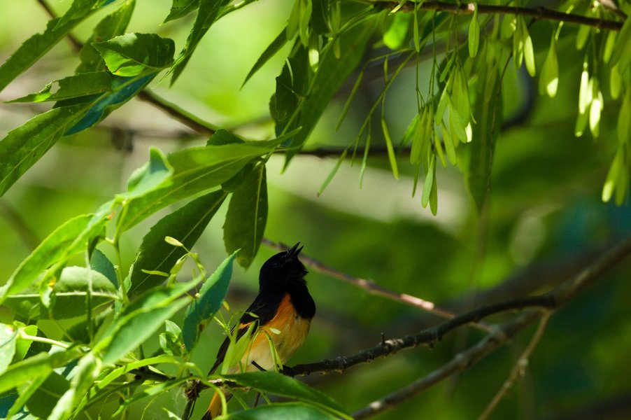 American redstart in song, Minnesota Valley National Wildlife Refuge.
