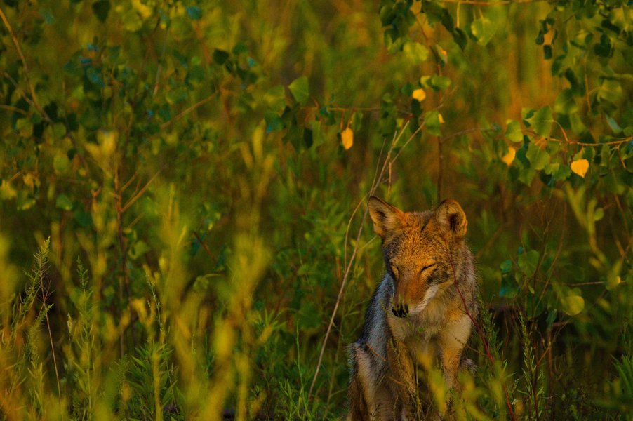 Coyote in St. Paul, MN.