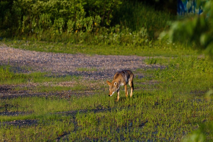 Coyote in St. Paul, MN.