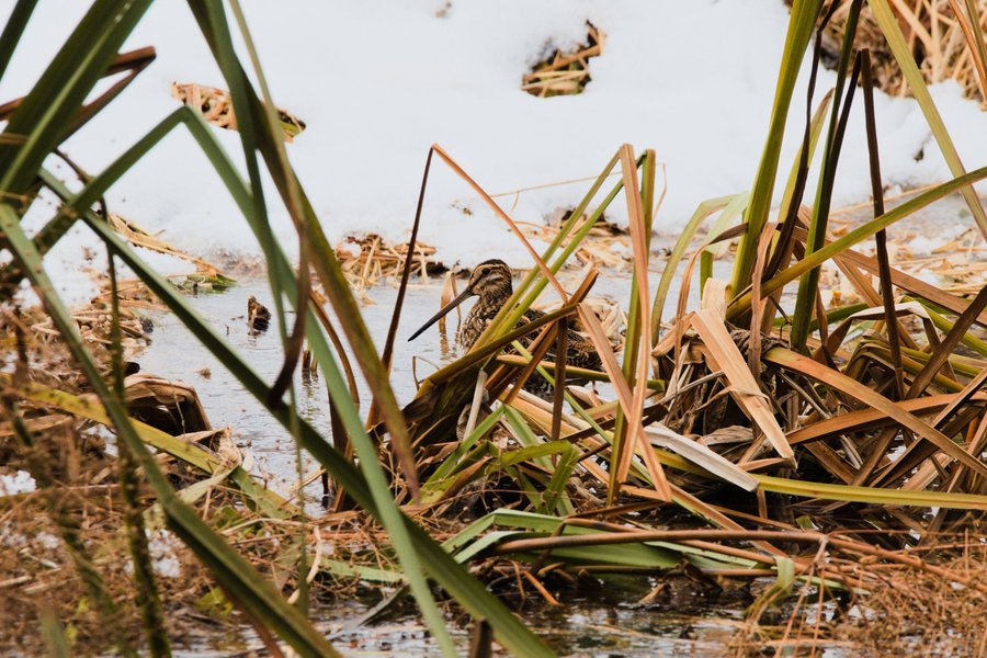 Wilson's snipe, Minnesota Valley National Wildlife Refuge.