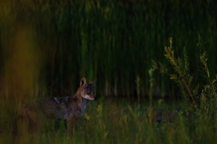 Coyote in St. Paul, MN.