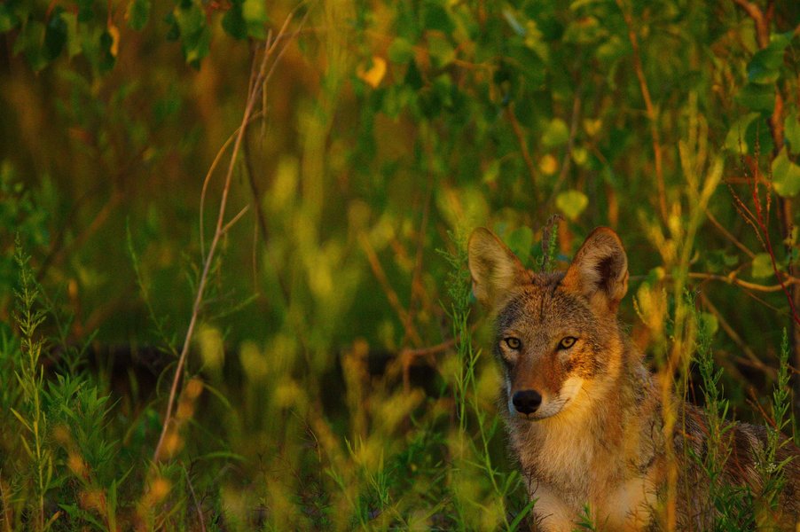 Coyote in St. Paul, MN.
