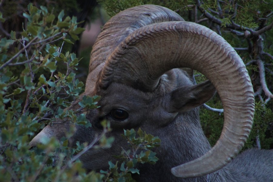 Bighorn ram in Yellowstone National Park.