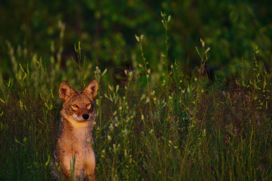 Coyote in St. Paul, MN.