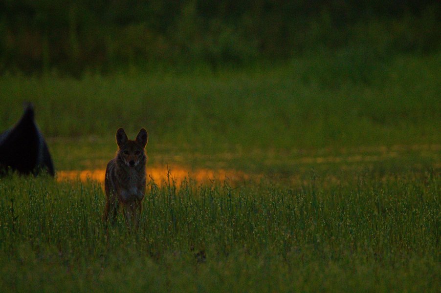 Coyote in St. Paul, MN.