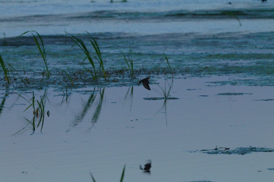 Barn swallow in flight, Minnesota Valley National Wildlife Refuge.