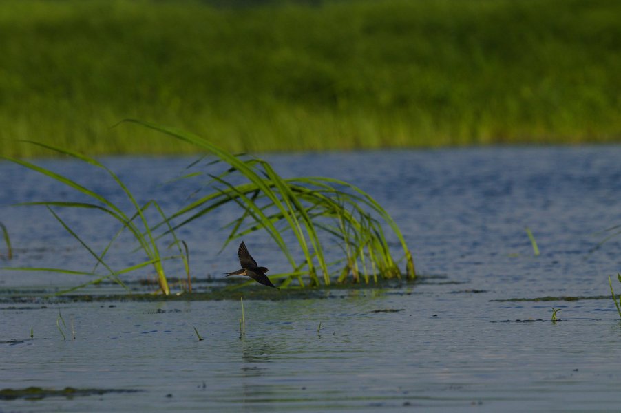 Barn swallow in flight, Minnesota Valley National Wildlife Refuge.