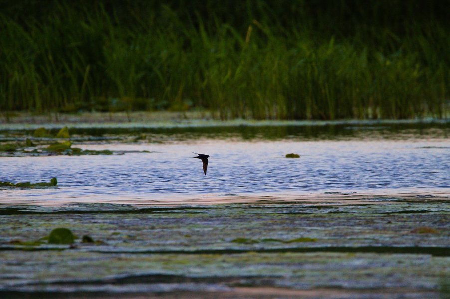 Barn swallow in flight, Minnesota Valley National Wildlife Refuge.