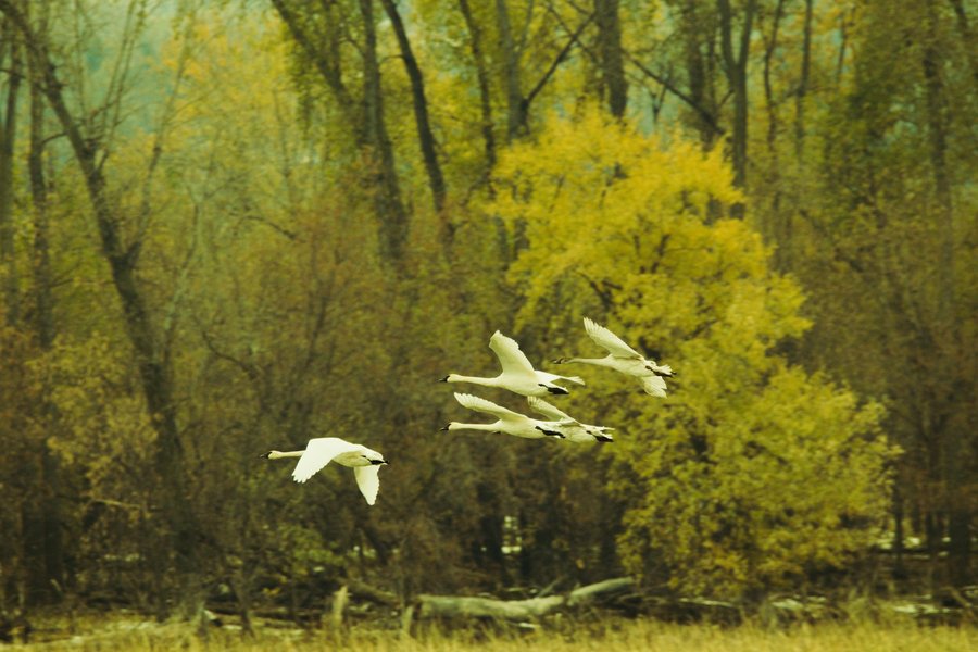 Trumpeter swans in flight, Minnesota Valley National Wildlife Refuge.