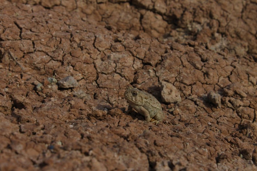 A toad, Badlands National Park(?).