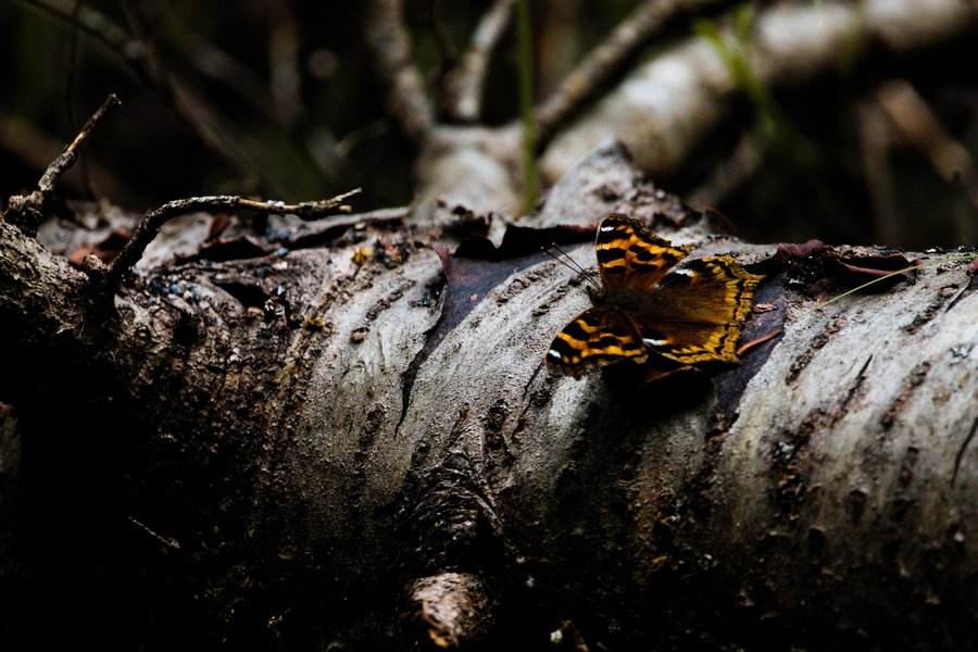 Copmton tortoiseshell, Boundary Waters.