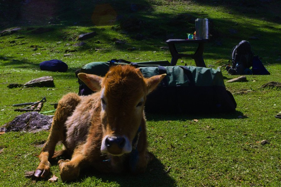 Calf camping with us, Uttarakhand, India.