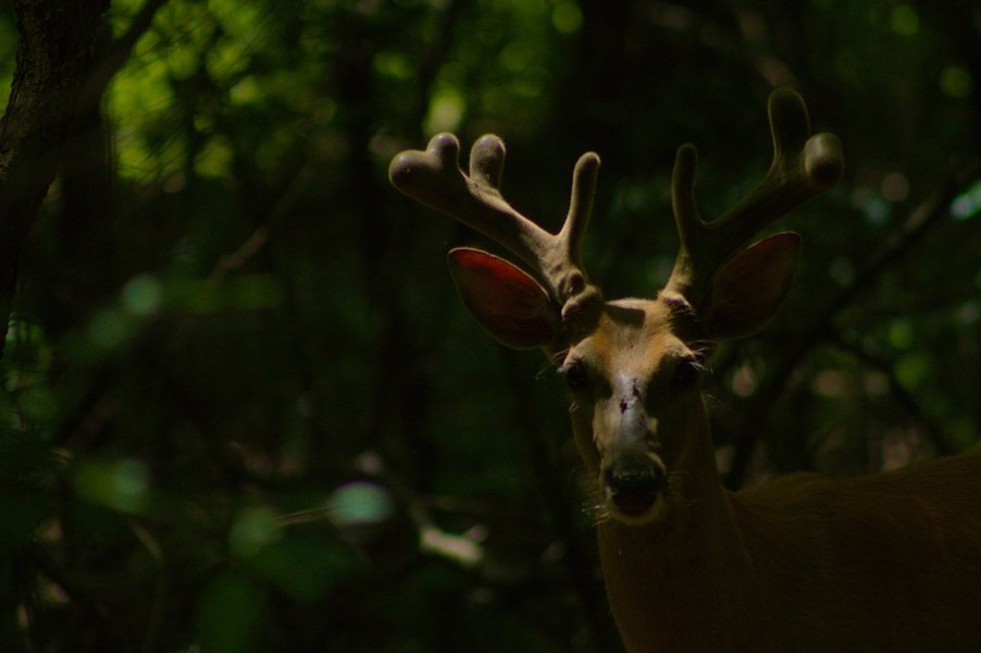 White-tailed deer buck, Roseville, MN.