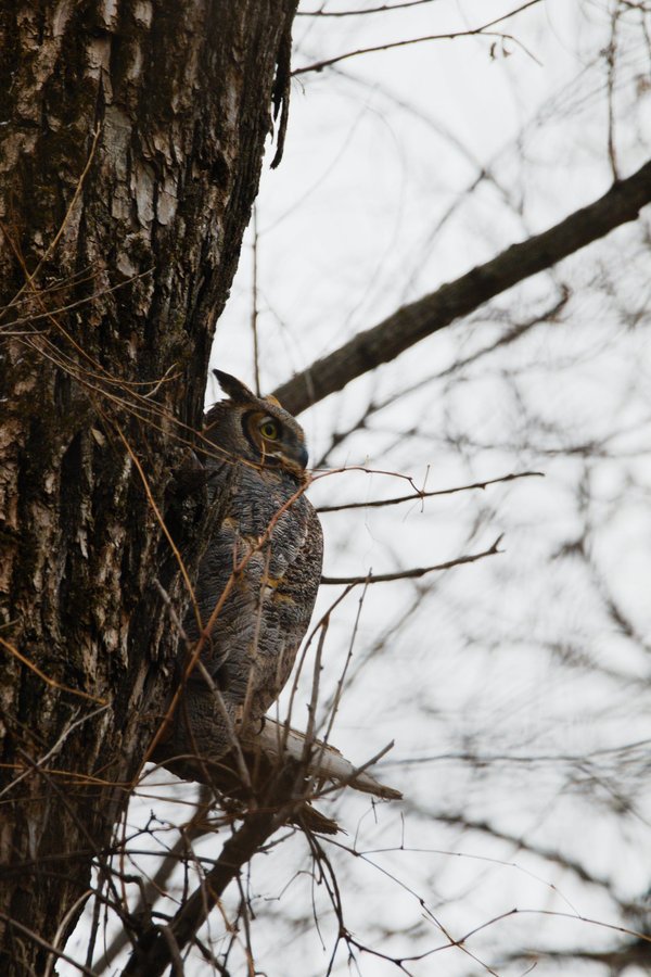 Great horned owl, Minnesota Valley National Wildlife Refuge.