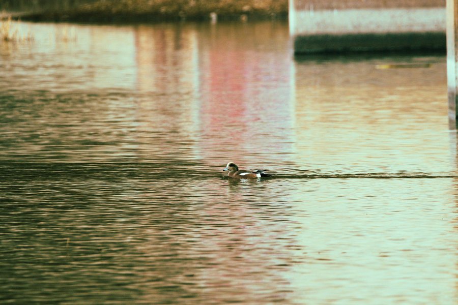 American widgeon, Minnesota Valley National Wildlife Refuge.