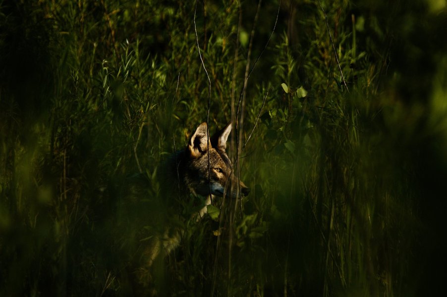 Coyote in St. Paul, MN.
