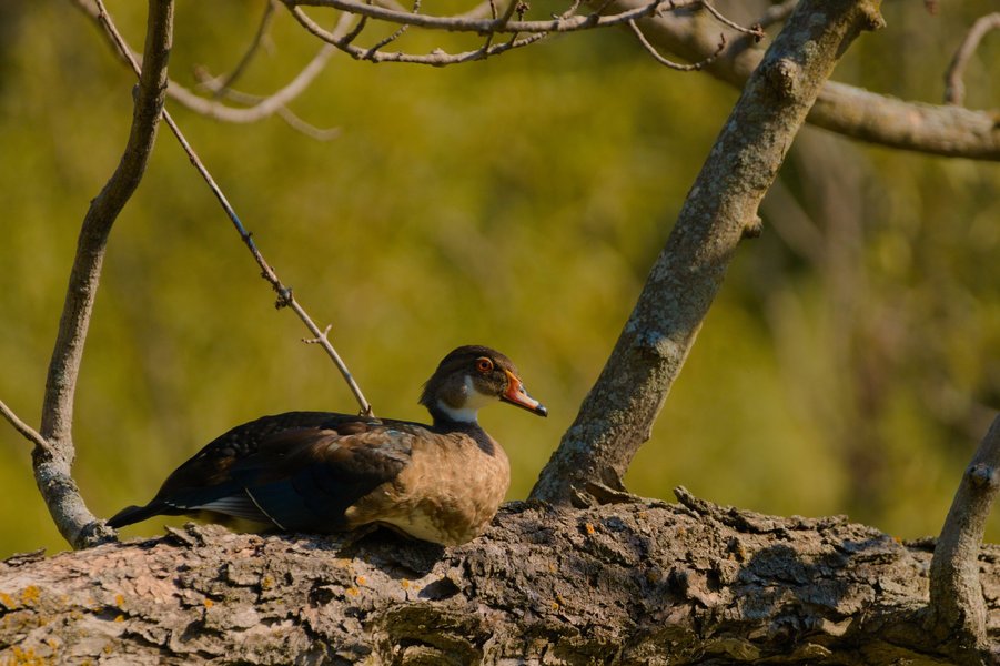 Wood duck, Minnesota Valley National Wildlife Refuge.