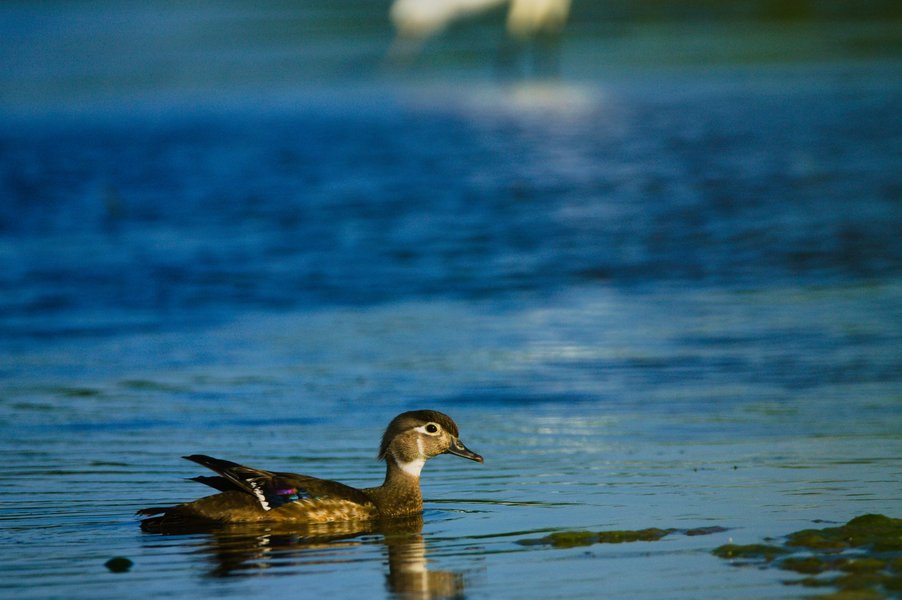 Wood duck, Minnesota Valley National Wildlife Refuge.